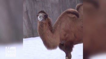 Milwaukee Zoo animals enjoy the aftermath of the snowy weather
