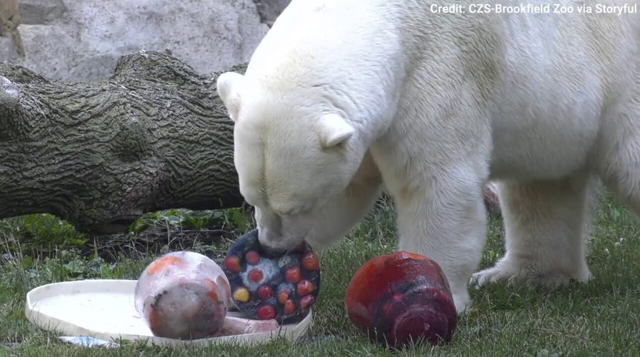 Zoo animals celebrate Independence Day with red, white and blue patriotic treats