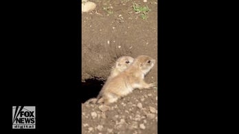Baby prairie dogs leave burrow for the first time