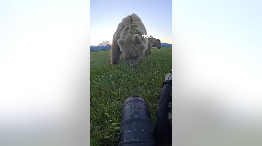 Photographer stands his ground as massive bear approaches