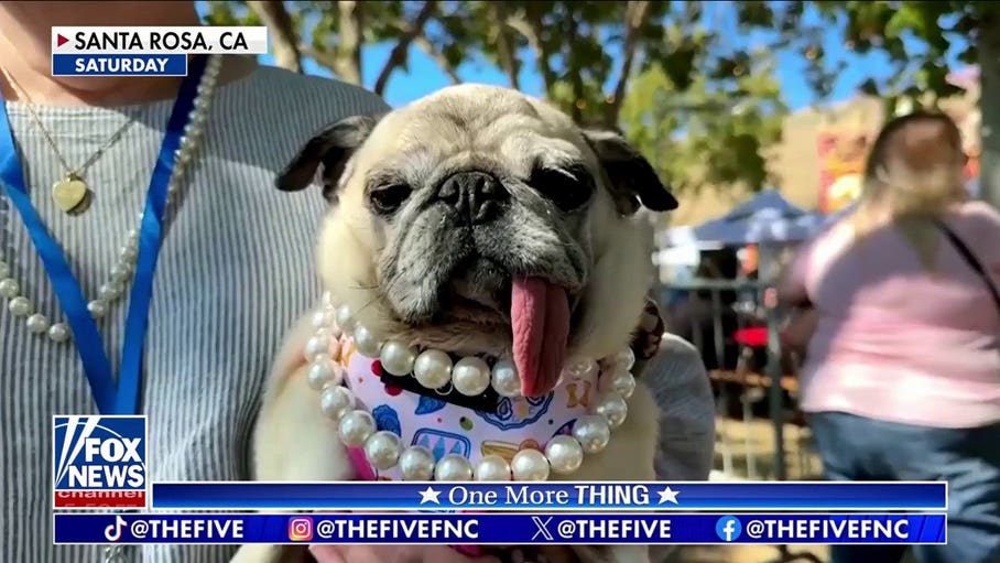 Kat Timpf: I love an ugly animal!