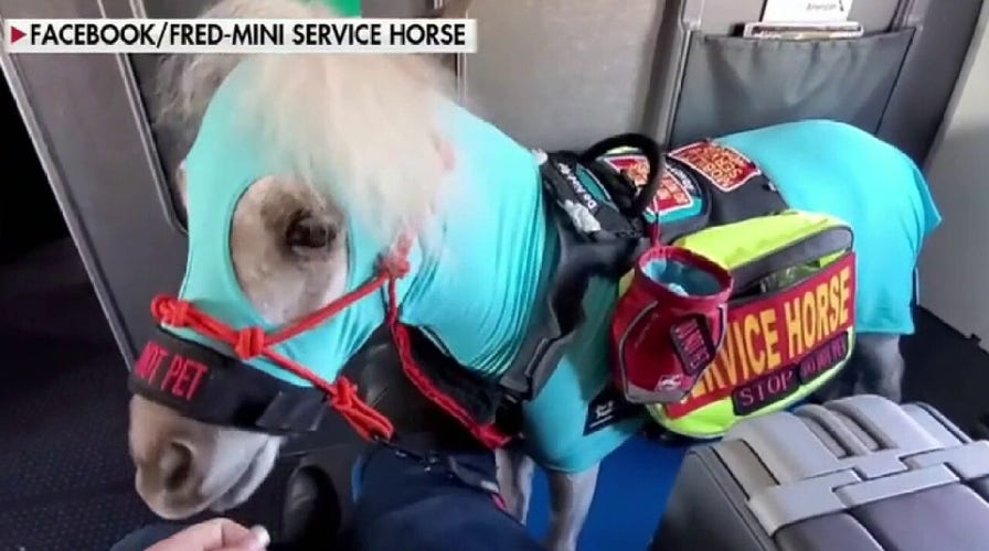 Fred the mini horse takes his first flight