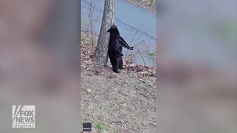 WATCH: Back-scratching BEAR