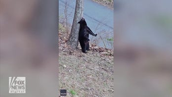 Bear spotted scratching its back on a tree: See the hilarious video