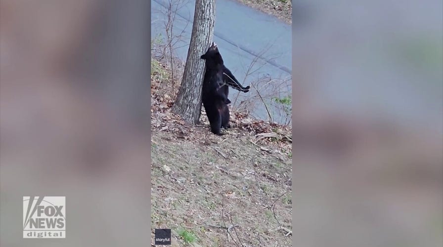 Bear spotted scratching its back on a tree: See the hilarious video