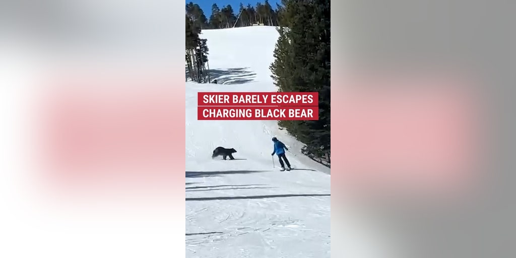 Skier barely escapes charging black bear