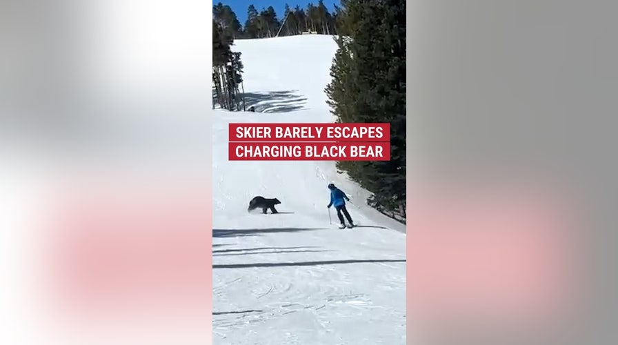 Skier barely escapes charging black bear