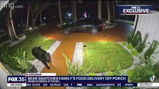 Florida bear helps himself to Taco Bell left by food delivery driver - Fox News