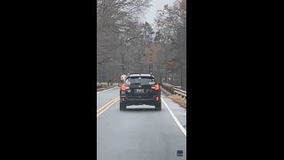 Family left 'dying laughing' as dog gets the 'zoomies' in back of moving car - Fox News