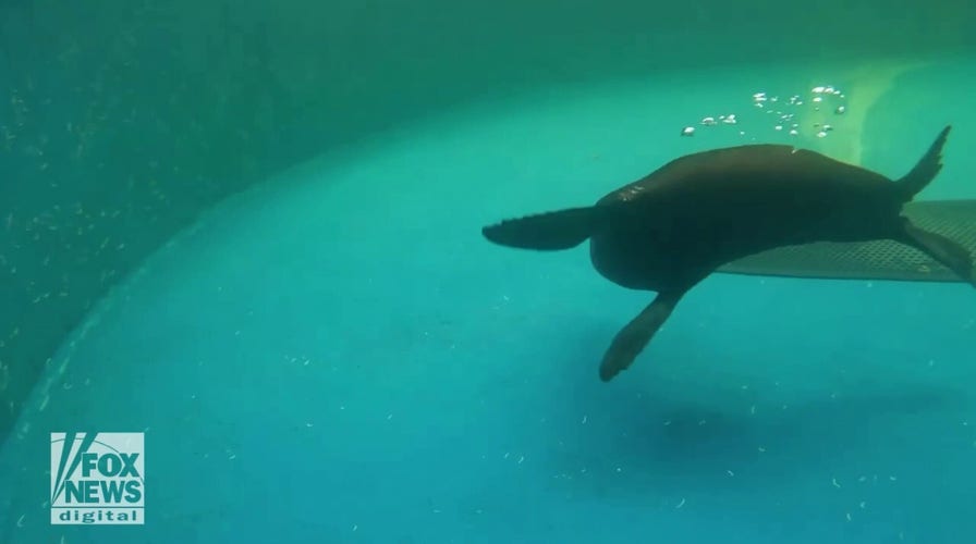 CAUGHT! Seal far outside its range is rescued, will be returned to ocean once rehabilitated