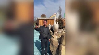 Pelican bites the head of tourist who was snapping a selfie - Fox News