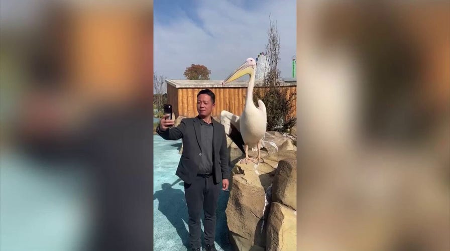 Pelican bites the head of tourist who was snapping a selfie