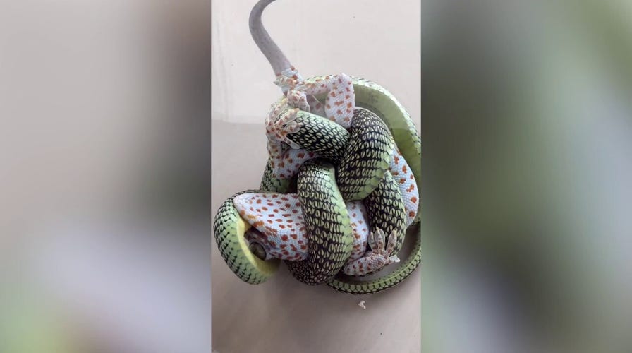 Hotel guests wake up to reptile tussle in Thailand