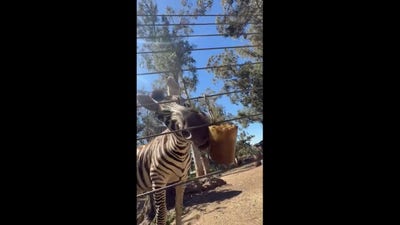 Zebra beats the heat with icy treat from zookeeper in cute viral moment