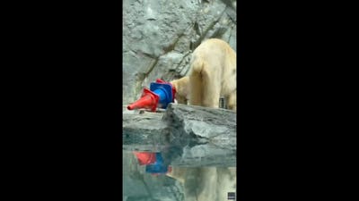Playful polar bear cub delights aquarium crowds with hilarious cone antics