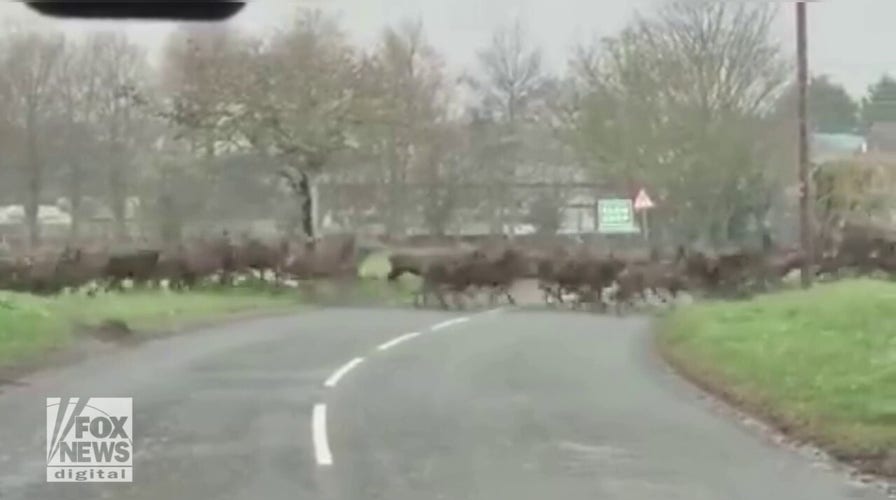 Oh, deer! Huge herd of deer are seen running across road and holding up traffic