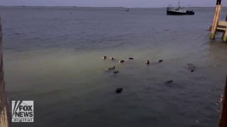 Group of seals spotted near shore after tropical cyclone - Fox News