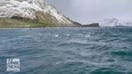 Penguins spotted quickly swimming off the coast