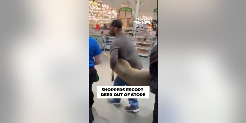 DEER CONTROL: Shoppers team up to escort wandering deer out of Illinois store