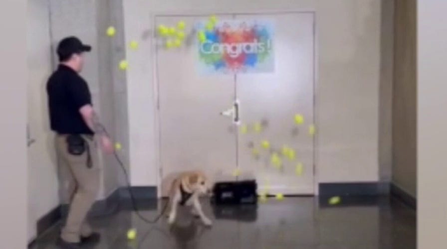 TSA screening canine Messi enjoys retirement surprise at Reagan National Airport