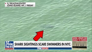 2 shark sightings make headlines at Rockaway Beach