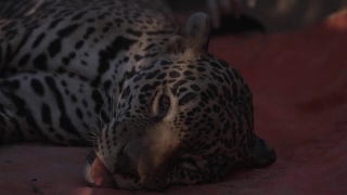 Exotic animals escape 'Narco Zoo' in Mexico amid explosive cartel violence