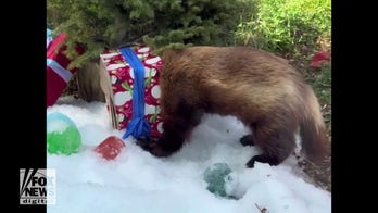 Wolverine plays with Christmas gifts at local zoo