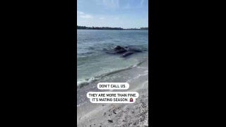 Florida sheriff’s office urges public to stop calling 911 over manatee sex rituals - Fox News