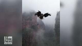 Bird attacks drone mid-air in shocking video - Fox News