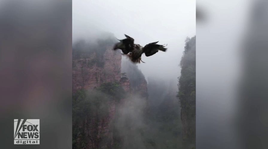 Bird attacks drone mid-air in shocking video