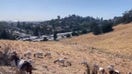 'Fire goats' munch on grasslands to help prevent wildfires — they're 'nature’s lawn mowers'