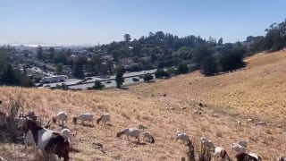 'Fire goats' munch on grasslands to help prevent wildfires — they're 'nature’s lawn mowers'