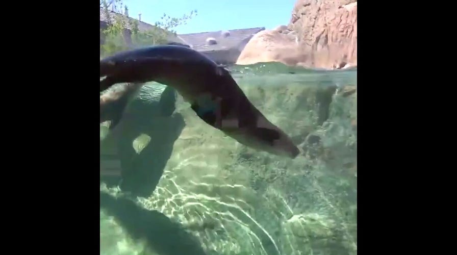 Otter mother-son duo play in water, enjoy sunny skies