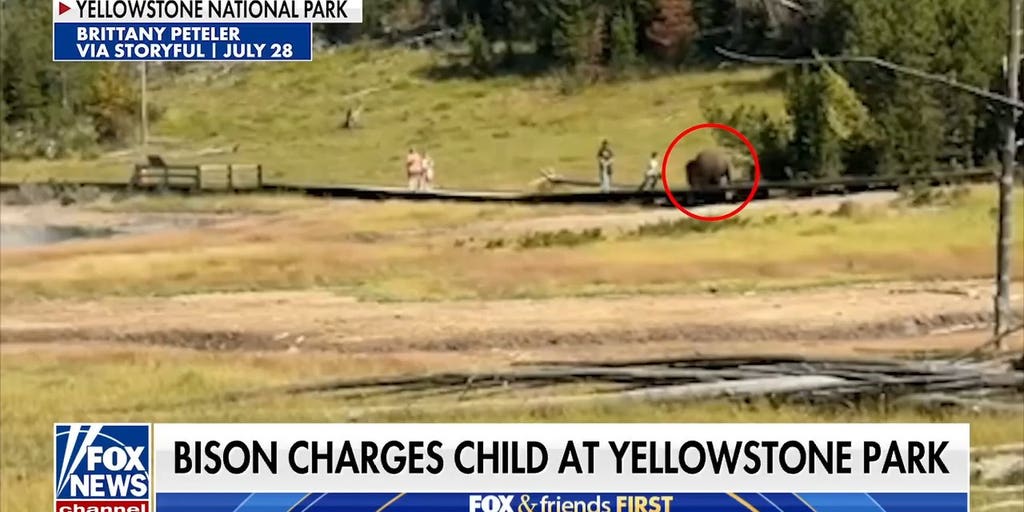 Bison charges child at Yellowstone as fears grow over wildlife safety