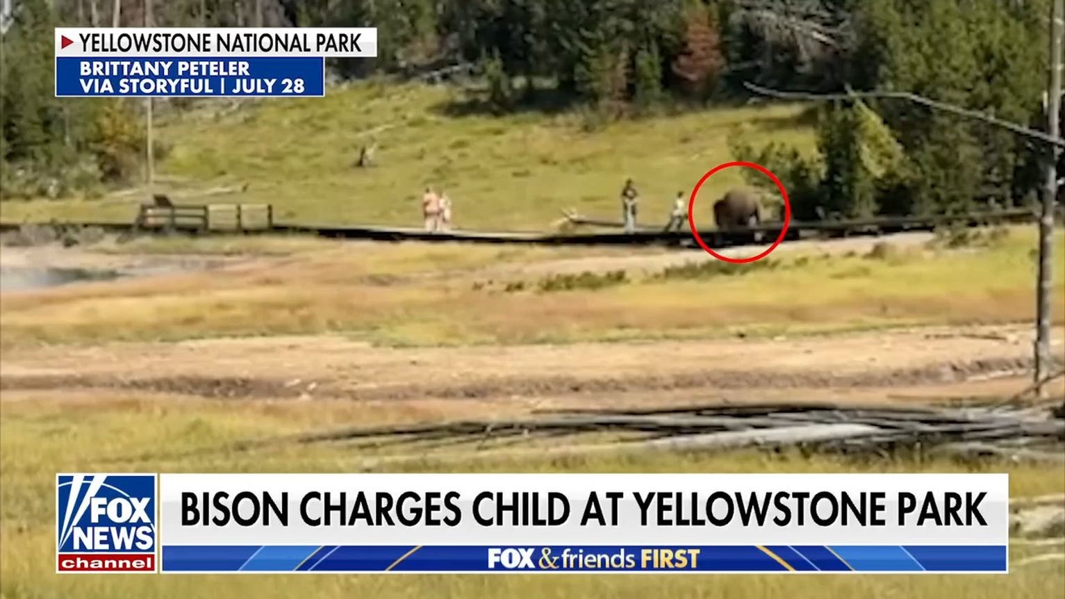 Bison charges child at Yellowstone as fears grow over wildlife safety