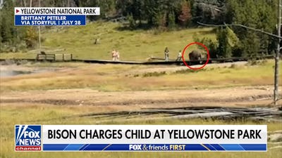 Bison charges child at Yellowstone as fears grow over wildlife safety