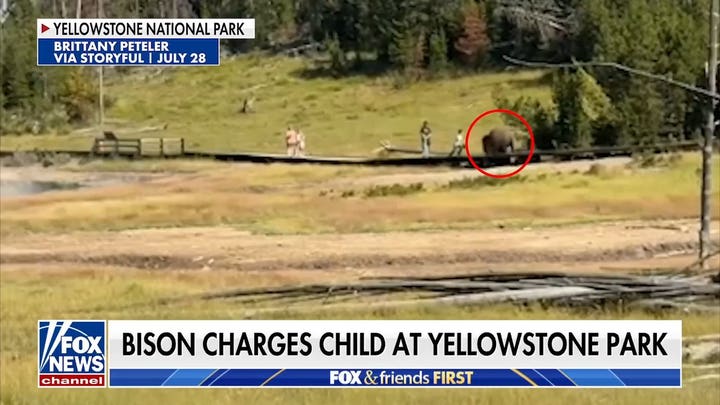 Bison charges child at Yellowstone as fears grow over wildlife safety