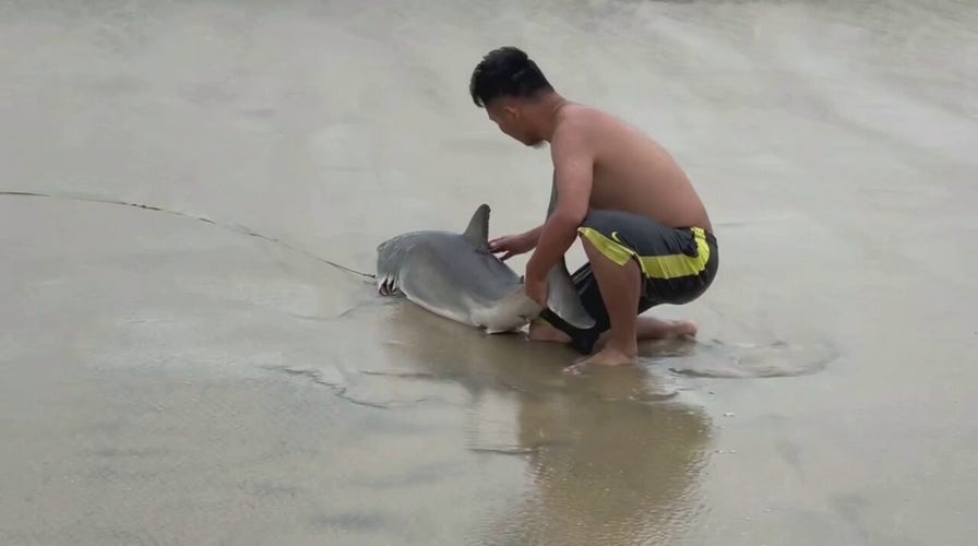 Man saves great white shark entangled in fishing line in California