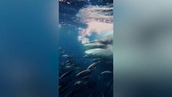 Rare feeding frenzy leaves diving group frozen after whale vanishes