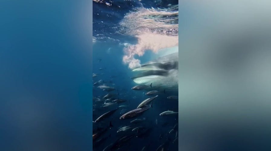 Rare feeding frenzy leaves diving group frozen after whale vanishes
