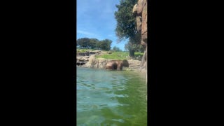 Grizzly bear spotted hilariously playing with toy - Fox News