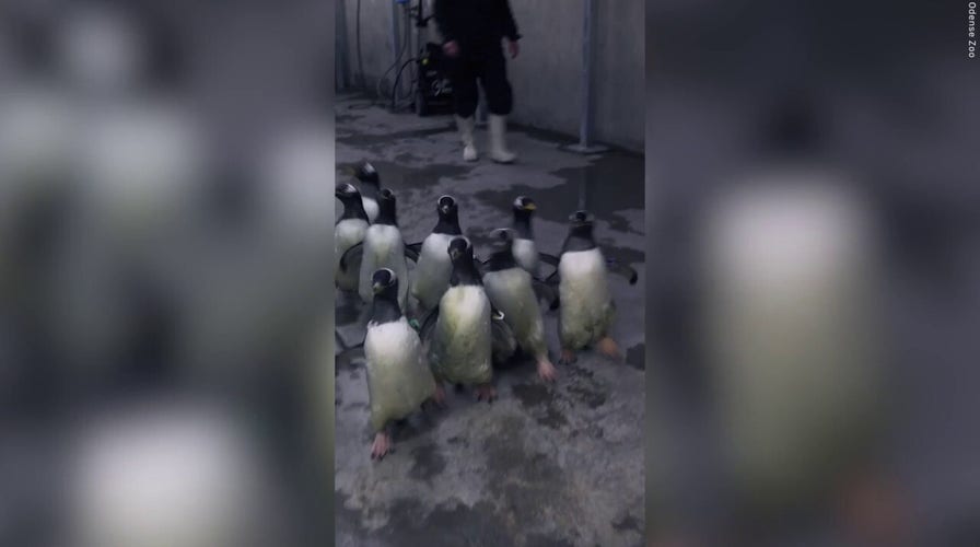 Excited penguins return to their home after exhibit was closed for renovations