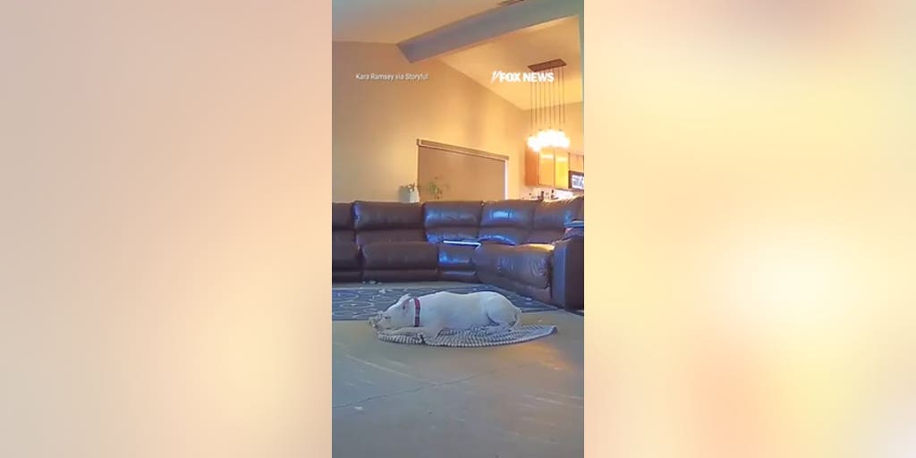 Deaf dog never misses dinner thanks to devoted sister