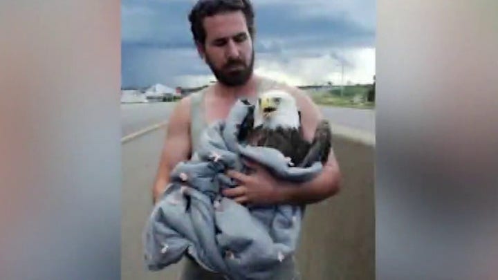 Minnesota man rescues injured bald eagle from side of road 