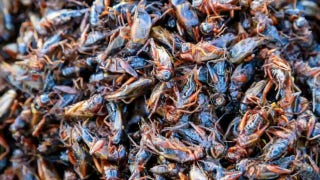 'Gutfeld!': The World Economic Forum wants you eating bugs - Fox News