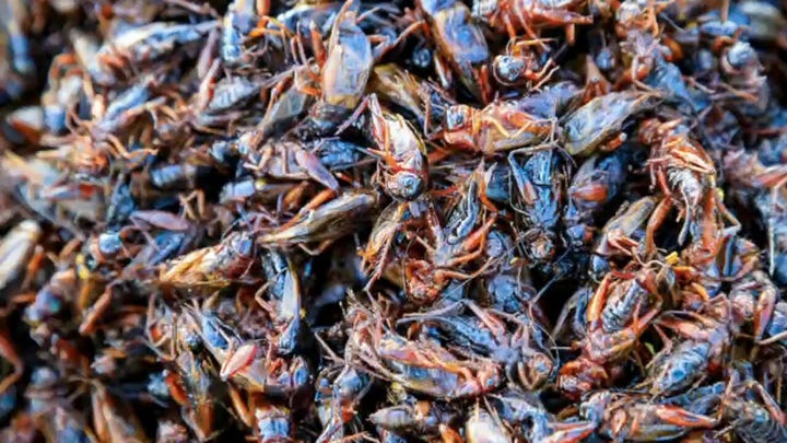 'Gutfeld!': The World Economic Forum wants you eating bugs