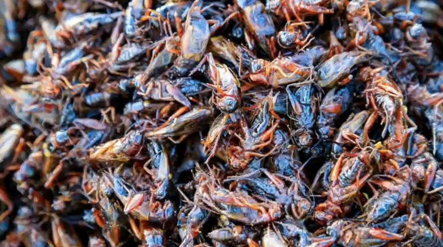 'Gutfeld!': The World Economic Forum wants you eating bugs