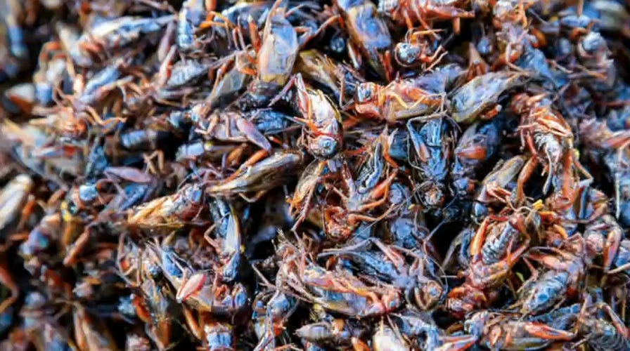 'Gutfeld!': The World Economic Forum wants you eating bugs