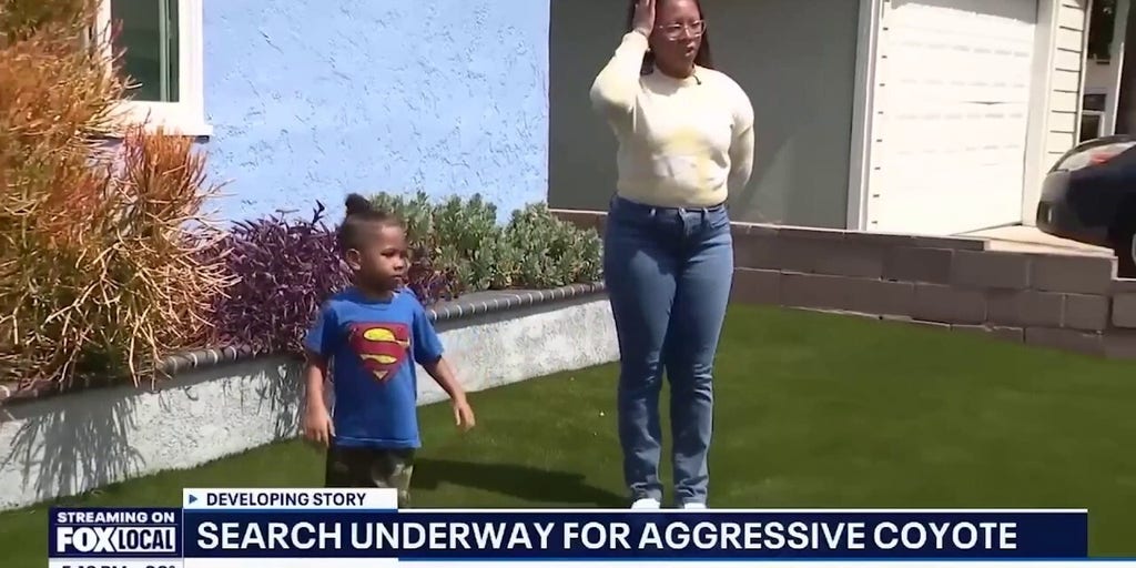 WATCH: Heart-stopping surveillance video shows moment a coyote attempts to drag a toddler from driveway