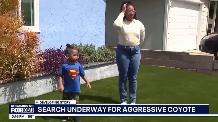 WATCH: Heart-stopping surveillance video shows moment a coyote attempts to drag a toddler from driveway